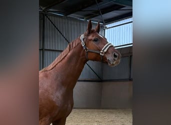 German Riding Horse, Mare, 5 years, 16 hh, Chestnut-Red