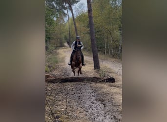 German Riding Horse, Mare, 5 years, 16 hh, Chestnut-Red