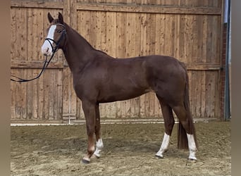 German Riding Horse, Mare, 5 years, 16 hh, Chestnut-Red