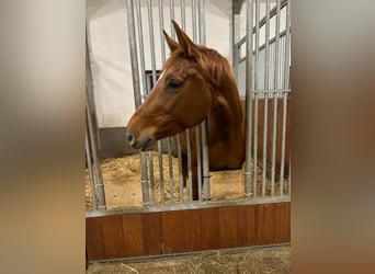 German Riding Horse, Mare, 5 years, 16 hh, Chestnut-Red