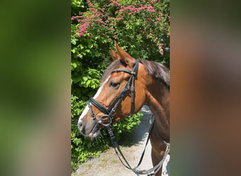 German Riding Horse, Mare, 5 years, 16 hh, Chestnut-Red