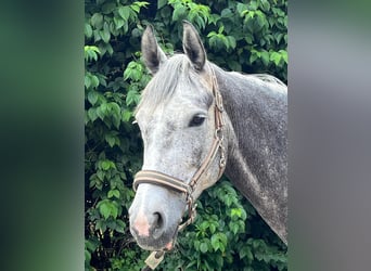 German Riding Horse, Mare, 5 years, 16 hh