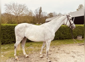 German Riding Horse, Mare, 5 years, 16 hh, Gray