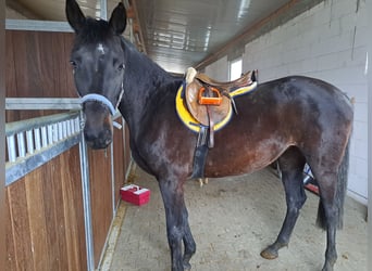 German Riding Horse, Mare, 5 years, 16 hh, Smoky-Black