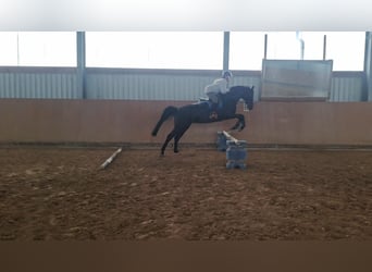 German Riding Horse, Mare, 5 years, 16 hh, Smoky-Black