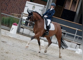 German Riding Horse, Mare, 5 years, 16,1 hh, Brown