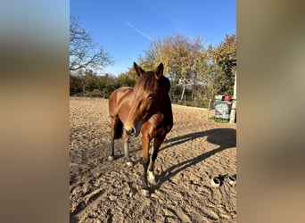 German Riding Horse, Mare, 5 years, 16,1 hh, Brown