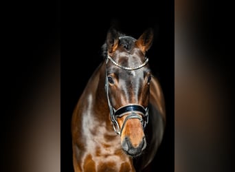 German Riding Horse, Mare, 5 years, 16,2 hh, Bay-Dark