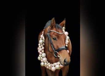 German Riding Horse, Mare, 5 years, 16,2 hh, Brown