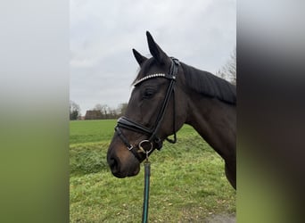German Riding Horse, Mare, 5 years, 16,2 hh, Smoky-Black