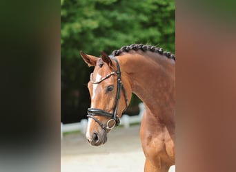 German Riding Horse, Mare, 5 years, 17 hh, Brown