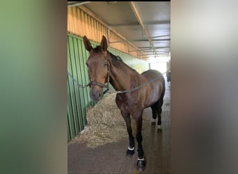 German Riding Horse, Mare, 5 years, 17 hh, Chestnut