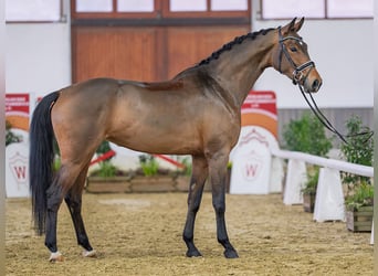 German Riding Horse, Mare, 5 years