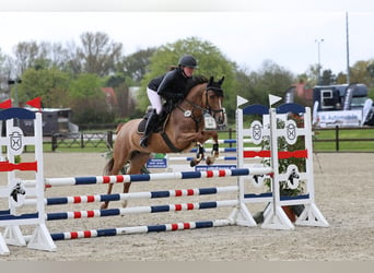 German Riding Horse, Mare, 6 years, 14,1 hh, Chestnut-Red