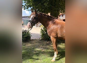 German Riding Horse, Mare, 6 years, 14.2 hh, Chestnut