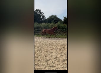 German Riding Horse, Mare, 6 years, 15,1 hh, Chestnut-Red