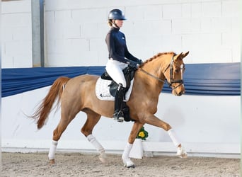 German Riding Horse, Mare, 6 years, 15.1 hh, Chestnut-Red