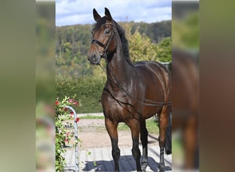 German Riding Horse, Mare, 6 years, 16.1 hh, Bay-Dark