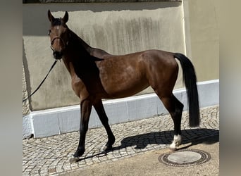 German Riding Horse, Mare, 6 years, 16.1 hh, Brown