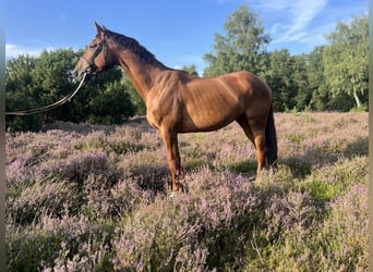 German Riding Horse, Mare, 6 years, 16.1 hh, Chestnut