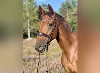 German Riding Horse, Mare, 6 years, 16.1 hh, Chestnut