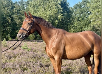 German Riding Horse, Mare, 6 years, 16.1 hh, Chestnut