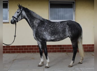German Riding Horse, Mare, 6 years, 16.1 hh, Grey-Dapple