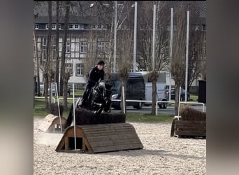 German Riding Horse, Mare, 6 years, 16.1 hh, Smoky-Black