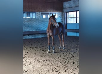 German Riding Horse, Mare, 6 years, 16,2 hh, Chestnut-Red