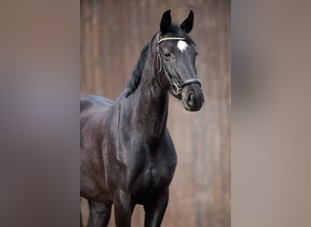 German Riding Horse, Mare, 6 years, 16.2 hh, Smoky-Black