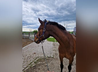German Riding Horse, Mare, 6 years, 16 hh, Bay-Dark