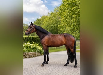 German Riding Horse, Mare, 6 years, 16 hh, Bay-Dark