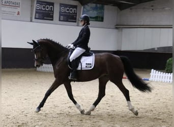 German Riding Horse, Mare, 6 years, 16 hh, Brown