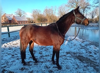 German Riding Horse, Mare, 6 years, 16 hh, Brown