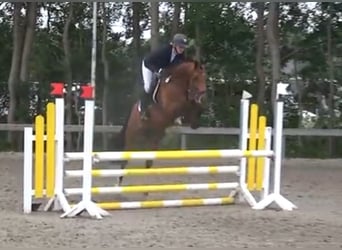 German Riding Horse, Mare, 6 years, 16 hh, Brown