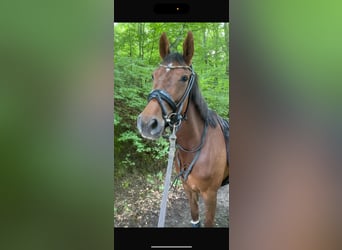 German Riding Horse, Mare, 6 years, 16 hh, Chestnut-Red