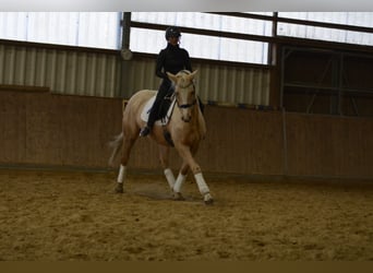 German Riding Horse, Mare, 6 years, 16 hh, Palomino