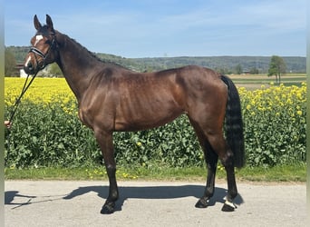 German Riding Horse, Mare, 6 years, 16,1 hh, Brown
