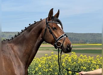 German Riding Horse, Mare, 6 years, 16,1 hh, Brown