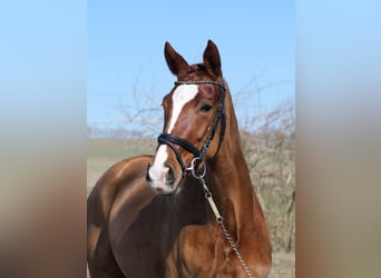 German Riding Horse, Mare, 6 years, 16,1 hh, Chestnut-Red