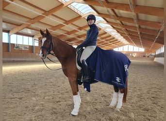 German Riding Horse, Mare, 6 years, 16,1 hh, Chestnut-Red