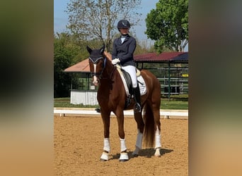 German Riding Horse, Mare, 6 years, 16,1 hh, Chestnut-Red