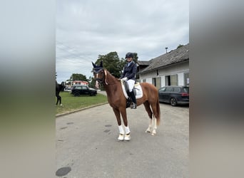 German Riding Horse, Mare, 6 years, 16,1 hh, Chestnut-Red
