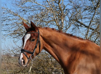 German Riding Horse, Mare, 6 years, 16,1 hh, Chestnut-Red
