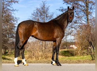 German Riding Horse, Mare, 6 years, 16,2 hh, Bay-Dark