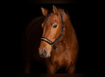 German Riding Horse, Mare, 6 years, 17 hh, Brown