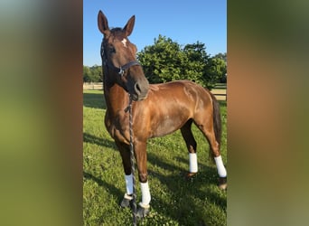 German Riding Horse, Mare, 6 years, 17 hh, Chestnut-Red