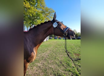 German Riding Horse, Mare, 6 years, 17 hh, Chestnut-Red