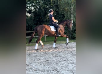 German Riding Horse, Mare, 6 years, 17 hh, Chestnut-Red