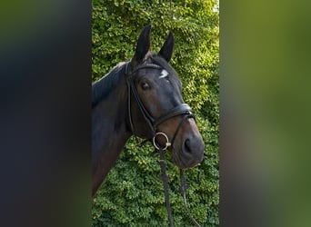 German Riding Horse, Mare, 6 years, 17 hh, Smoky-Black